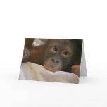 Baby Chimp Greeting Card