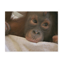 Baby Chimp Postcard