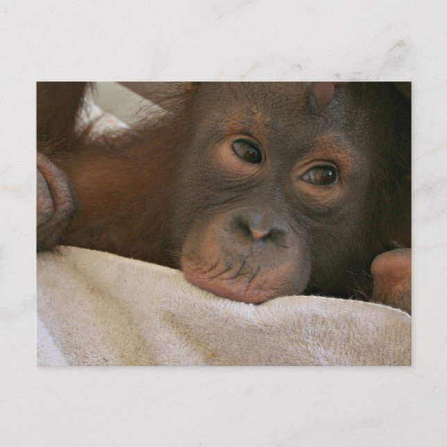 Baby Chimp Postcard (Front)