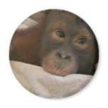 Baby Chimp Round Magnet