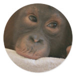 Baby Chimp Sticker
