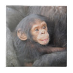 Baby Chimpanzee Ceramic Tile at Zazzle