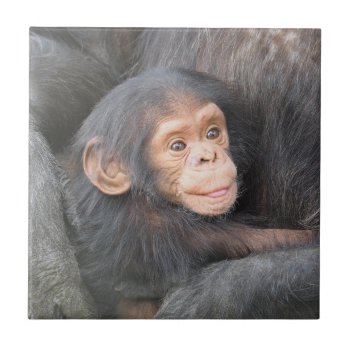 Baby Chimpanzee Ceramic Tile by MissMatching at Zazzle