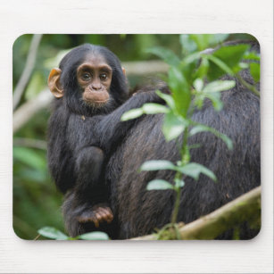 Baby Chimpanzee on Parent's Shoulder Mouse Pad