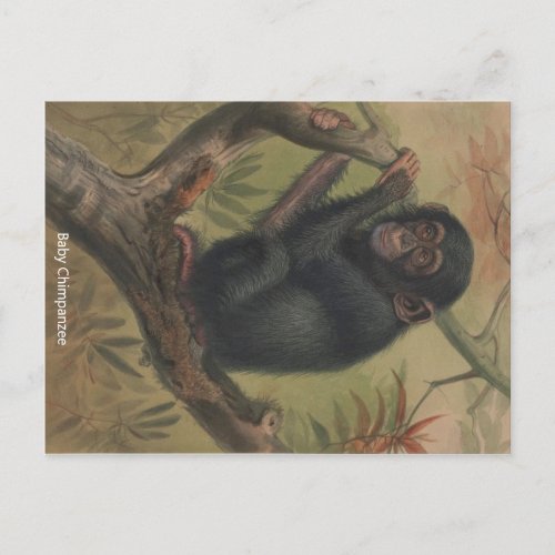 Baby Chimpanzee Vintage Zoological Sketch Postcard