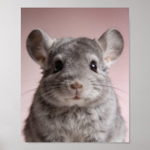 Baby Chinchilla Portrait – Cute Nursery Animal Wal