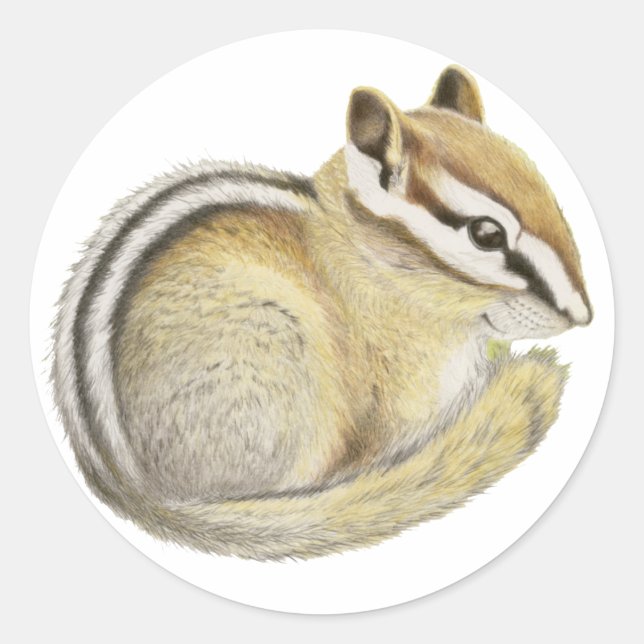 Baby Chipmunk Classic Round Sticker (Front)