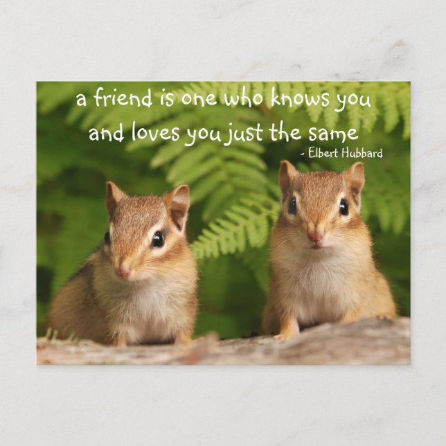 Baby Chipmunk Friendship Quote Postcard (Front)