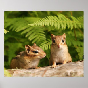 baby chipmunk siblings poster