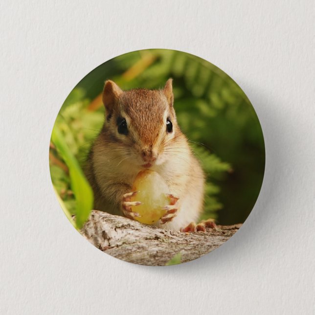 Baby Chipmunk with snack Button (Front)