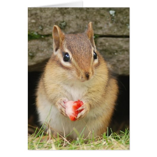 baby chipmunk with strawberry cards (Front)
