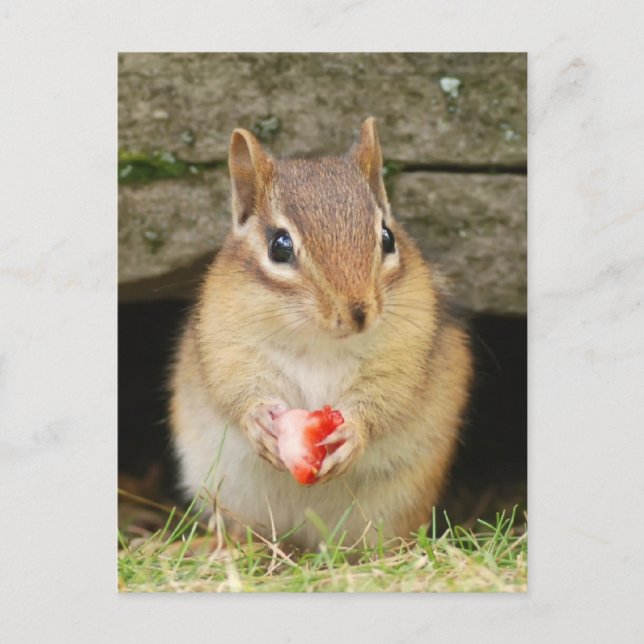 baby chipmunk with strawberry postcard (Front)