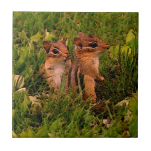 Baby Chipmunks Animal Art Ceramic Tile