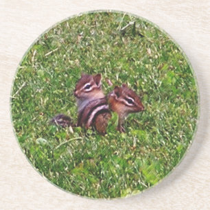 Baby Chipmunks Animal Nature Coaster