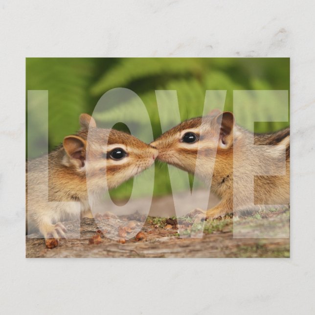 Baby Chipmunks Love Design Postcard (Front)