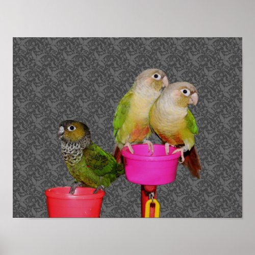 Baby Conure Parrots Animal Poster