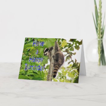 Baby Coon Bday Wishes Card by MakaraPhotos at Zazzle