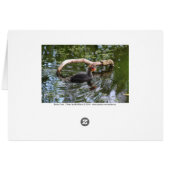 Baby Coot (Back Horizontal)