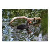 Baby Coot (Front Horizontal)