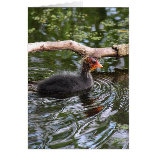 Baby Coot Cards (Front)