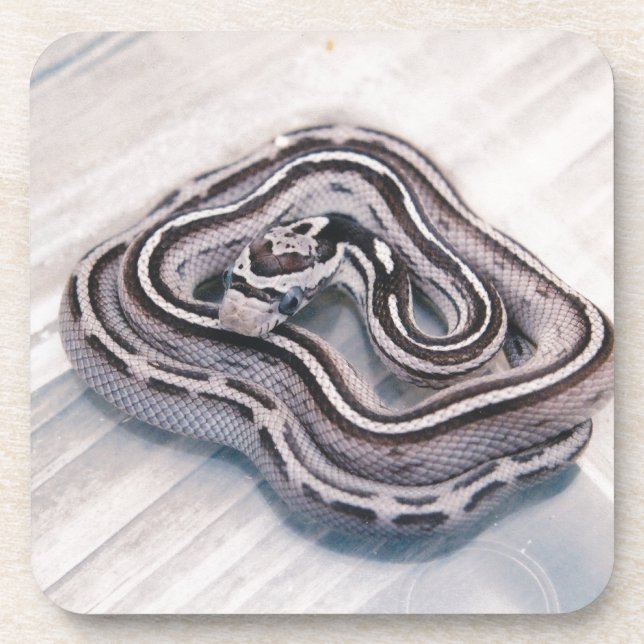 Baby Corn Snake Beverage Coaster (Front)