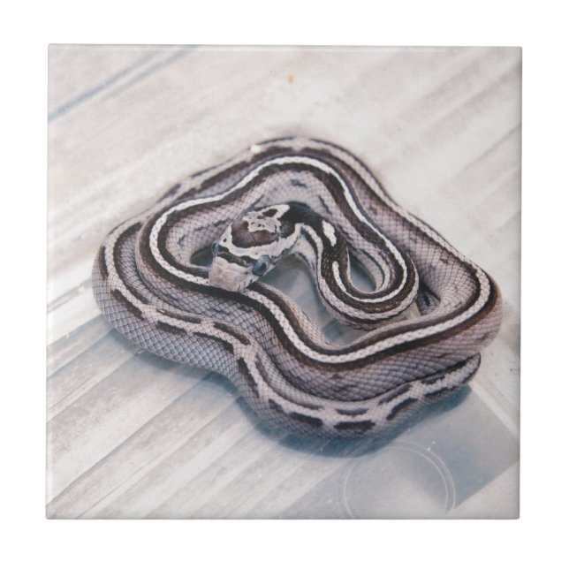 Baby Corn Snake Ceramic Tile (Front)