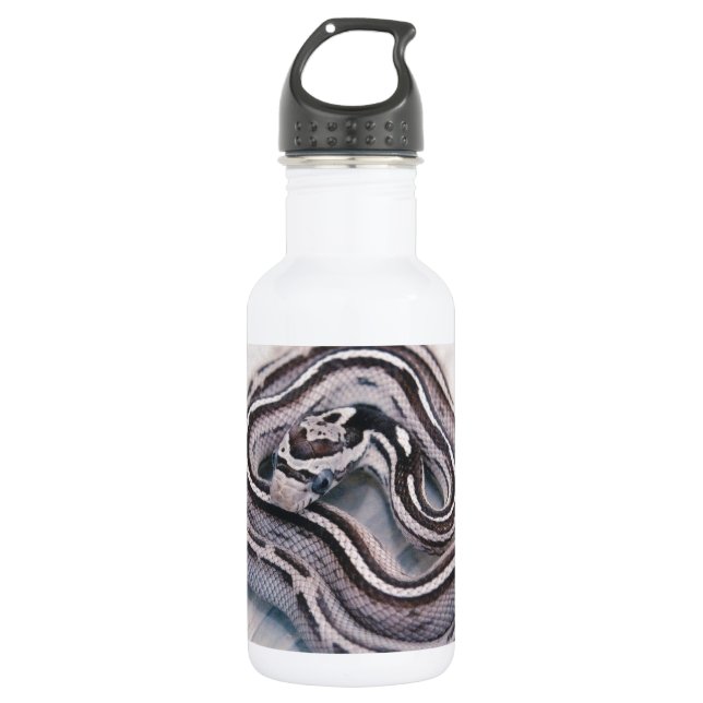 Baby Corn Snake Water Bottle (Front)