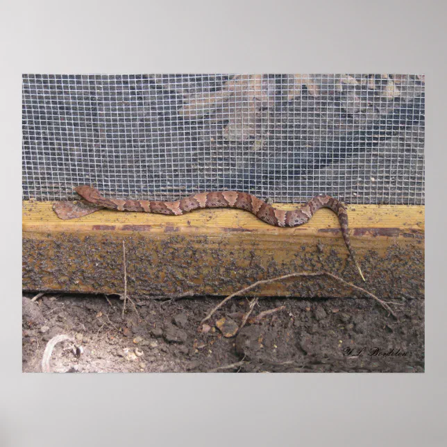 Baby Cottonmouth Snake Poster | Zazzle