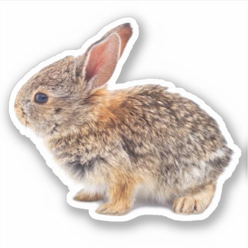 Baby Cottontail Rabbit Sticker