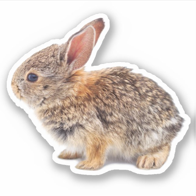 Baby Cottontail Rabbit Sticker (Front)