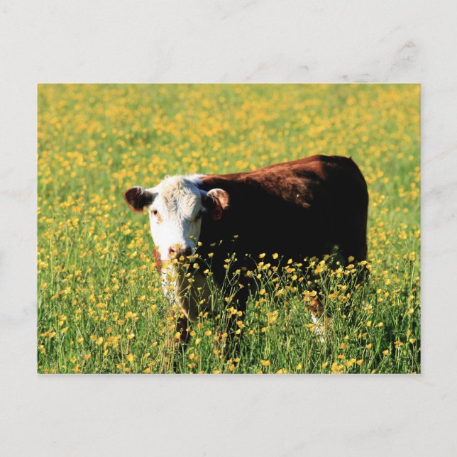Baby Cow in a field of Dandelions Postcard (Front)