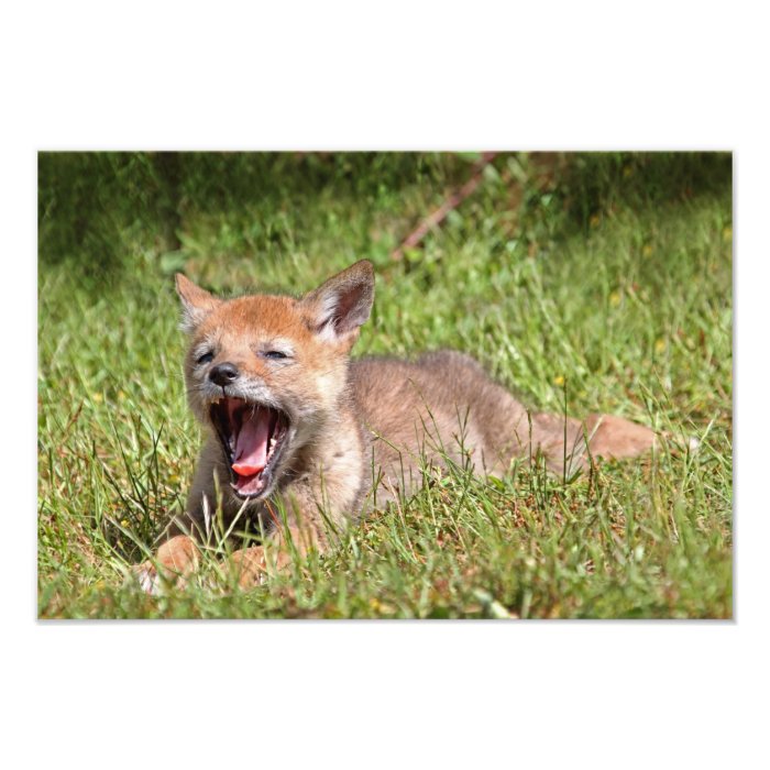 Baby Coyote Yawning Photo