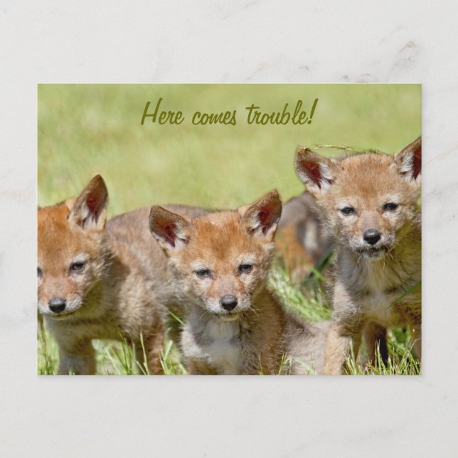 Baby Coyotes Photo Postcard (Front)