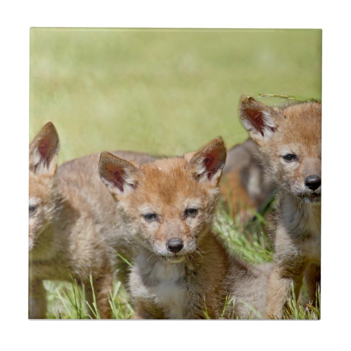 Baby Coyotes Photo Tile