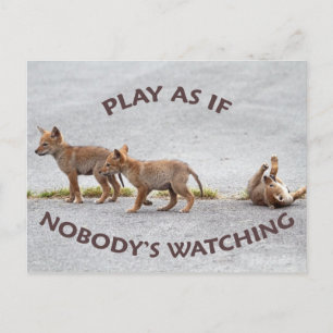 Baby Coyotes Playing Postcard