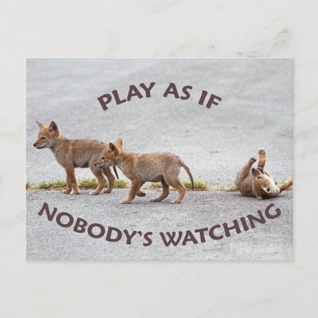 Baby Coyotes Playing Postcard (Front)