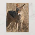 Baby Coyotes Postcard