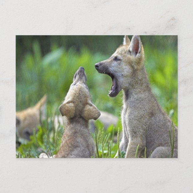 Baby Coyotes Postcard (Front)