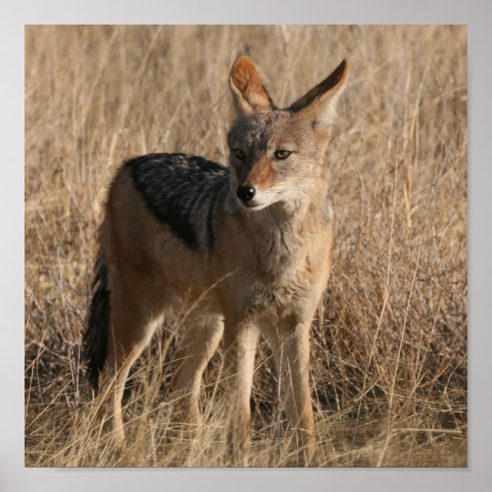 Baby Coyotes Poster Print