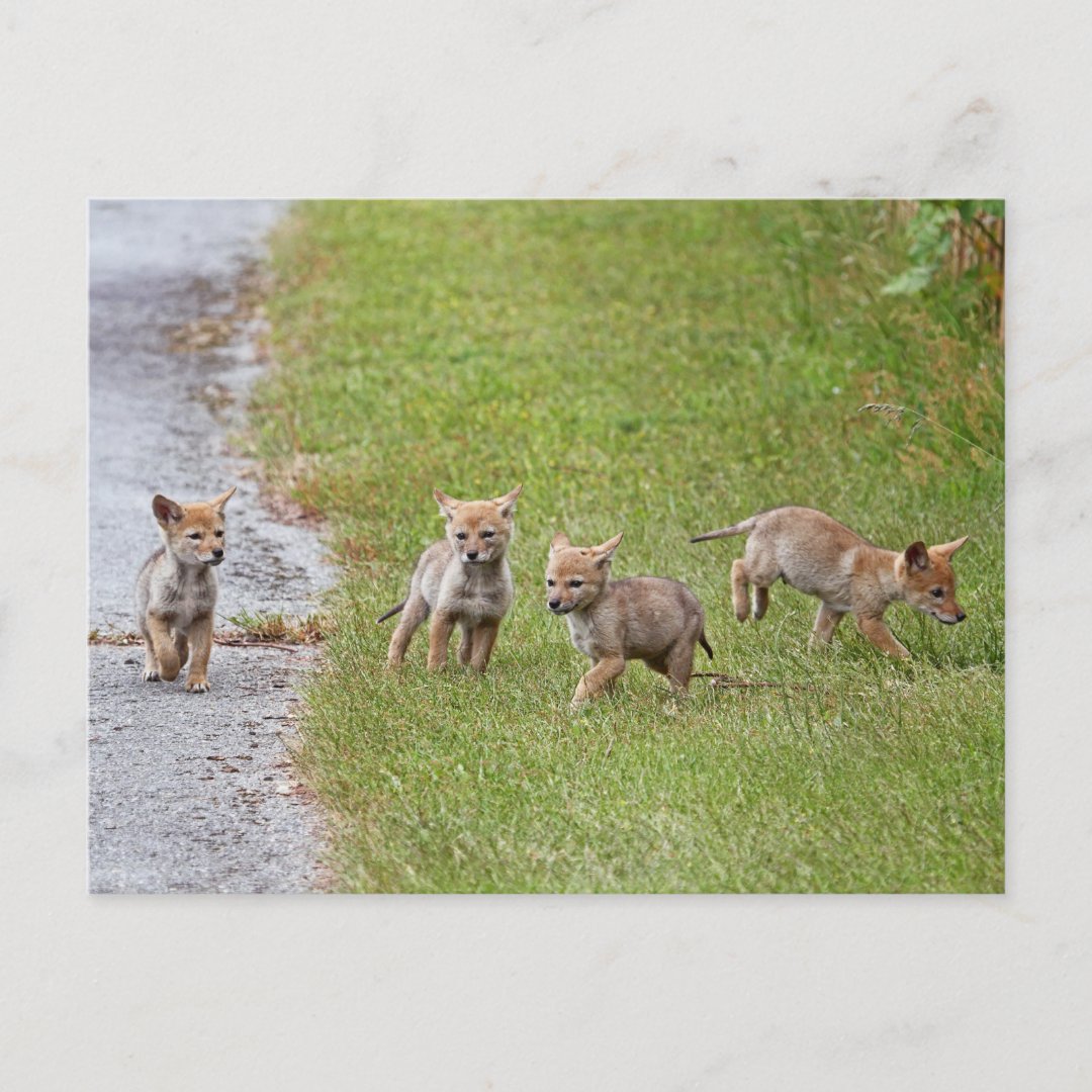 Baby Coyotes Running and Playing Postcard | Zazzle