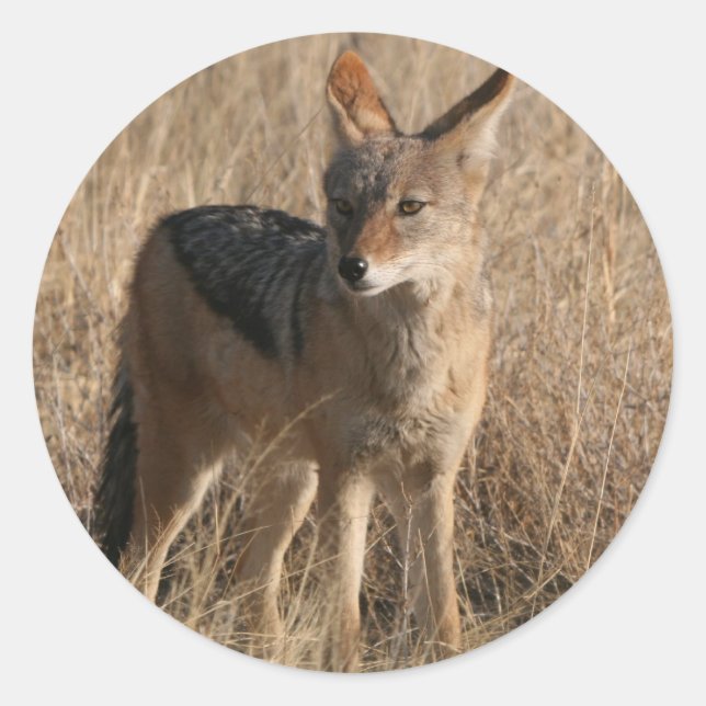 Baby Coyotes Stickers (Front)