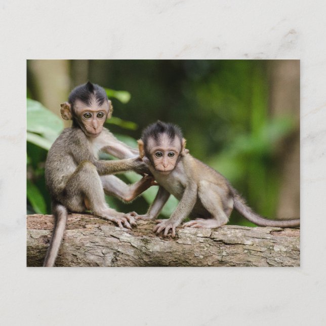 Baby Crab-Eating Macaques Playing on a Branch Postcard (Front)