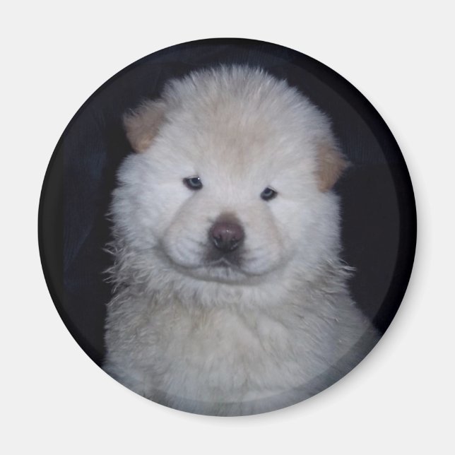 Baby Cream Chow Chow Magnet (Front)