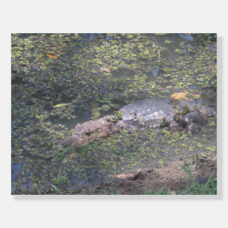 Baby Crocodile In South America Foam Board