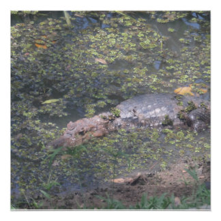 Baby Crocodile In South America Poster