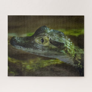 Baby Crocodile Swimming in Water Jigsaw Puzzle