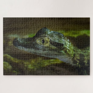 Baby Crocodile Swimming in Water Jigsaw Puzzle