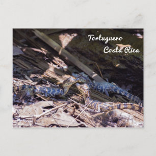 Baby crocodiles in Tortuguero - Costa Rica Postcard