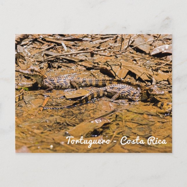 Baby crocodiles in Tortuguero - Costa Rica Postcard (Front)