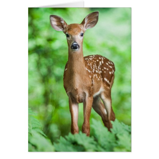 Baby Deer Fawn Bambi in the Forest (Front)